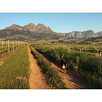 Simonsig Wine Estate image